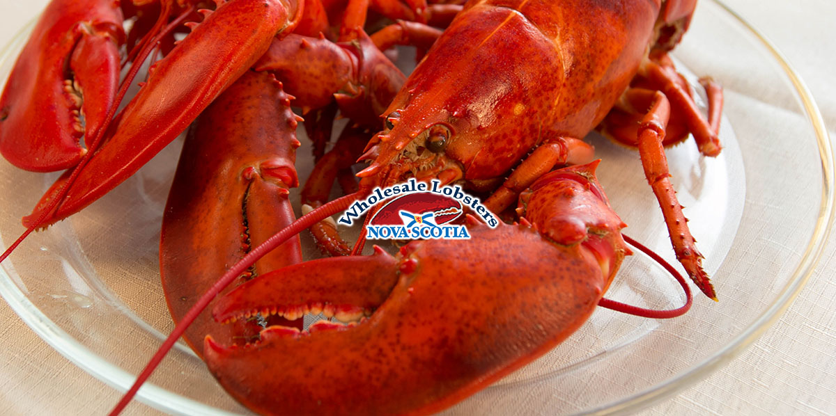 Wholesalel-Lobster-Nova-Scotia-2